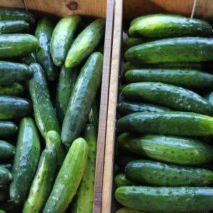Cucumber